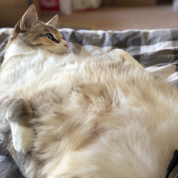 Meet your Posher, Jerusha - Picture 1 of 4